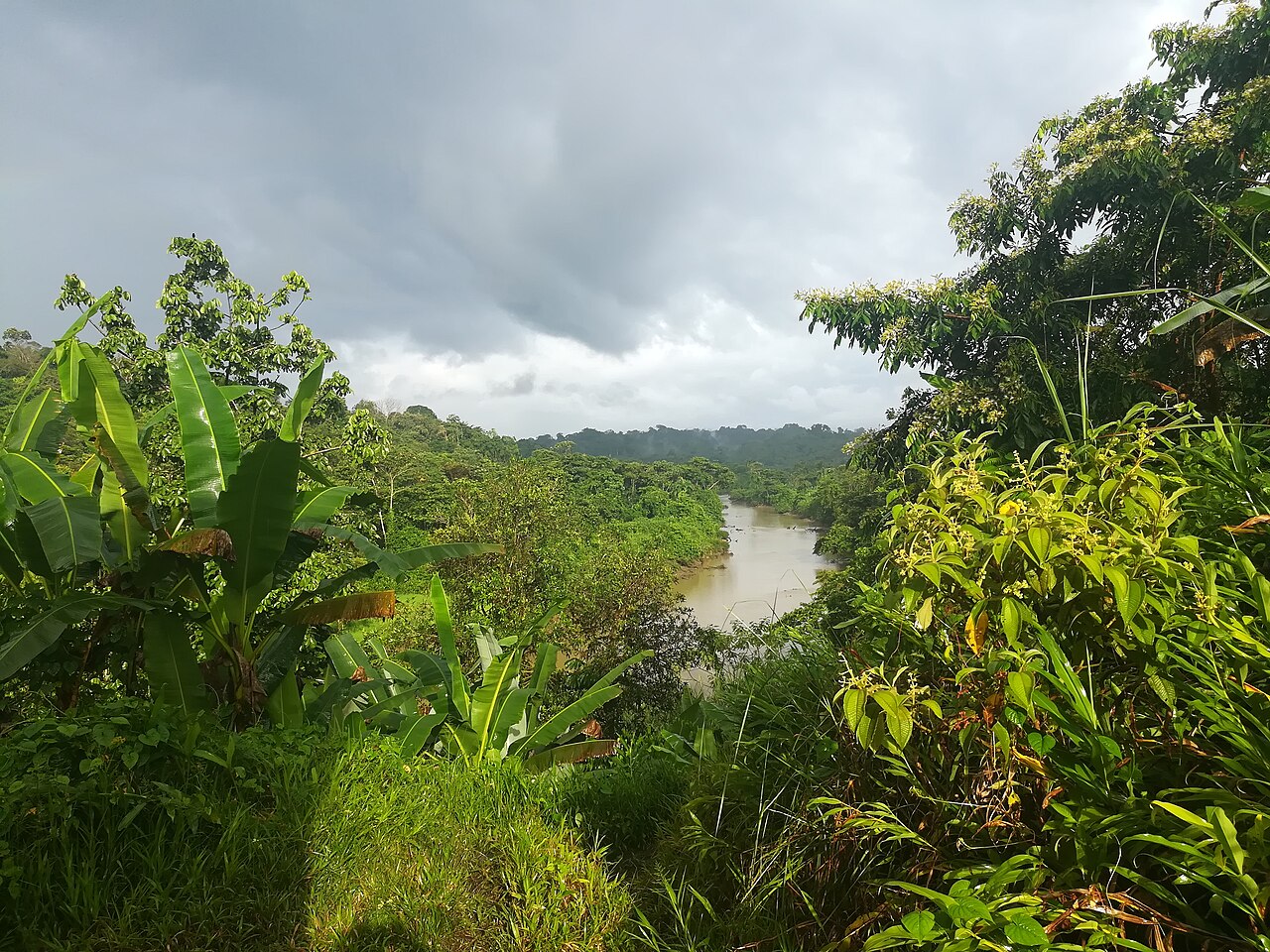 Un río rodeado de vegetación tropical.