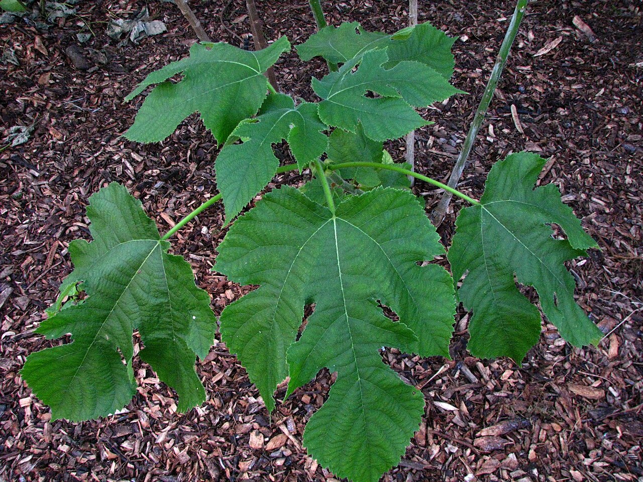 Broad green leaves of a young paper mulberry plant.