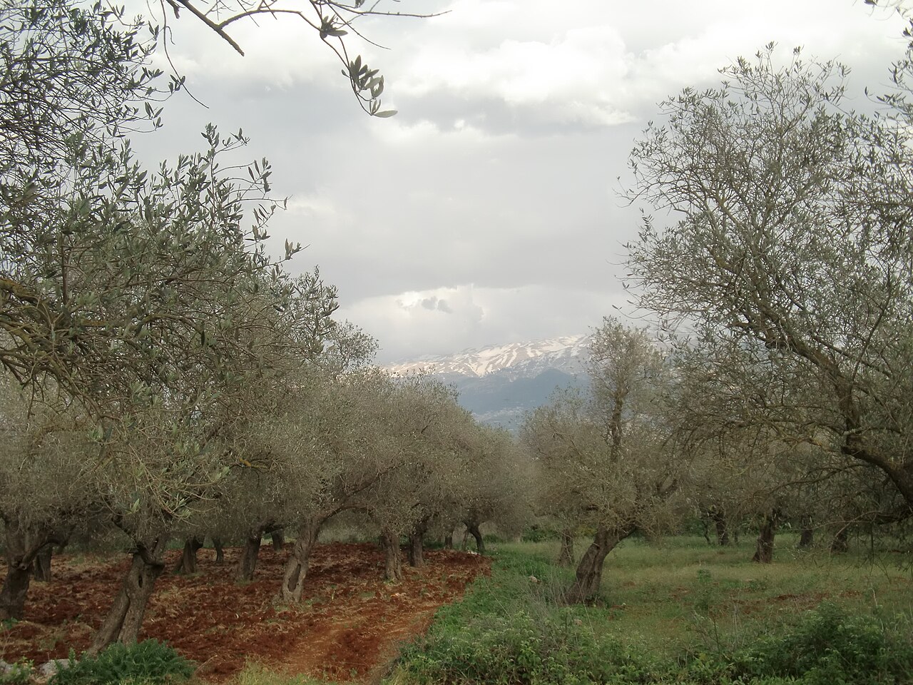 An olive grove on sloping ground with a snowy mountain in the distance.